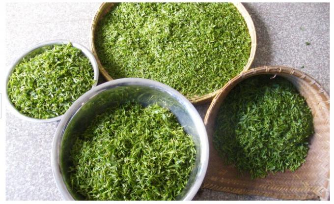 چای سبز بو داده ای ارگانیک ، 150 گرم چای سبز بو داده شده برای لاغری و چای لاغری سالم سبز