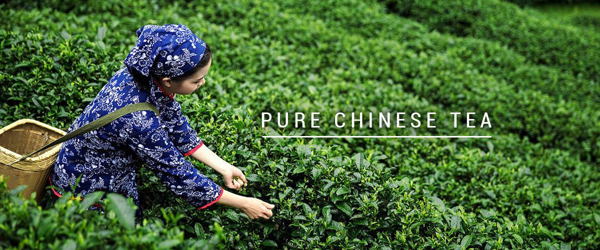 چین بهترین چای اوولونگ ارگانیک برای فروش